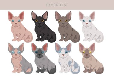 Bambino kedi, Munchkin Sphynx karışık klipsi. Tüm ceket renkleri ayarlandı. Tüm kediler karakteristik bilgi kaynaklarına sahiptir. Vektör illüstrasyonu