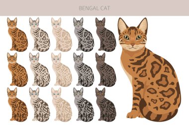 Bengal Kedisi klibi. Tüm ceket renkleri ayarlandı. Tüm kediler karakteristik bilgi kaynaklarına sahiptir. Vektör illüstrasyonu