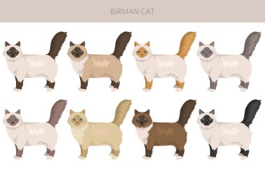 Birman Kedisi Klibi. Tüm ceket renkleri ayarlandı. Tüm kediler karakteristik bilgi kaynaklarına sahiptir. Vektör illüstrasyonu