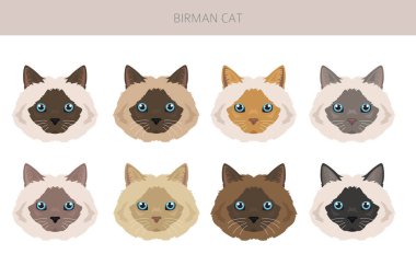 Birman Kedisi Klibi. Tüm ceket renkleri ayarlandı. Tüm kediler karakteristik bilgi kaynaklarına sahiptir. Vektör illüstrasyonu