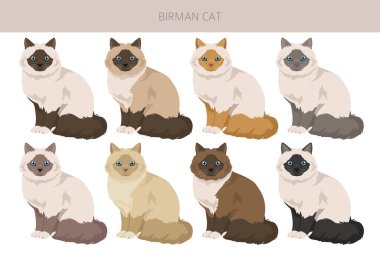 Birman Kedisi Klibi. Tüm ceket renkleri ayarlandı. Tüm kediler karakteristik bilgi kaynaklarına sahiptir. Vektör illüstrasyonu