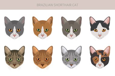 Brezilya 'nın kısa hava kedisi tırmanışı. Tüm ceket renkleri ayarlandı. Tüm kediler karakteristik bilgi kaynaklarına sahiptir. Vektör illüstrasyonu