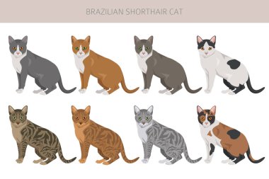 Brezilya 'nın kısa hava kedisi tırmanışı. Tüm ceket renkleri ayarlandı. Tüm kediler karakteristik bilgi kaynaklarına sahiptir. Vektör illüstrasyonu