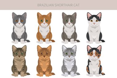 Brezilya 'nın kısa hava kedisi tırmanışı. Tüm ceket renkleri ayarlandı. Tüm kediler karakteristik bilgi kaynaklarına sahiptir. Vektör illüstrasyonu