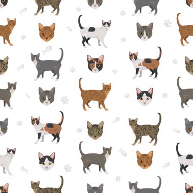 Brazilian shorthair Cat seamless pattern. All coat colors set.  All cat breeds characteristics infographic. Vector illustration clipart