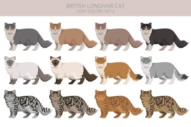 İngiliz uzun saçlı kedi tırnağı. Tüm ceket renkleri ayarlandı. Tüm kediler karakteristik bilgi kaynaklarına sahiptir. Vektör illüstrasyonu
