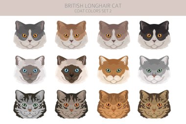 İngiliz uzun saçlı kedi tırnağı. Tüm ceket renkleri ayarlandı. Tüm kediler karakteristik bilgi kaynaklarına sahiptir. Vektör illüstrasyonu