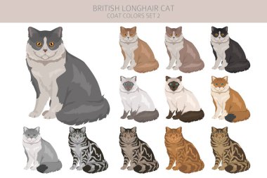 İngiliz uzun saçlı kedi tırnağı. Tüm ceket renkleri ayarlandı. Tüm kediler karakteristik bilgi kaynaklarına sahiptir. Vektör illüstrasyonu