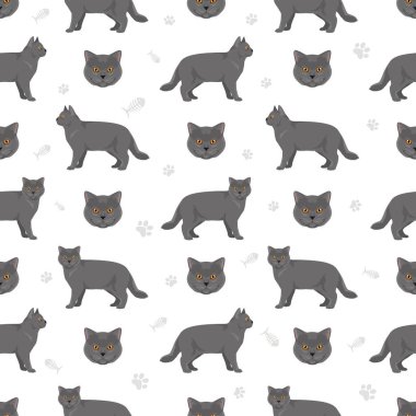 İngiliz stenografisi kusursuz desen. Tüm ceket renkleri ayarlandı. Tüm kediler karakteristik bilgi kaynaklarına sahiptir. Vektör illüstrasyonu