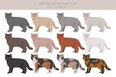 İngiliz Shortair Cat klibi. Tüm ceket renkleri ayarlandı. Tüm kediler karakteristik bilgi kaynaklarına sahiptir. Vektör illüstrasyonu