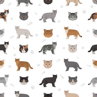 İngiliz stenografisi kusursuz desen. Tüm ceket renkleri ayarlandı. Tüm kediler karakteristik bilgi kaynaklarına sahiptir. Vektör illüstrasyonu