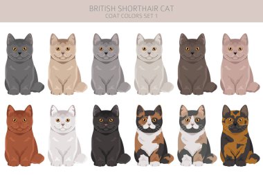 İngiliz Shortair Cat klibi. Tüm ceket renkleri ayarlandı. Tüm kediler karakteristik bilgi kaynaklarına sahiptir. Vektör illüstrasyonu