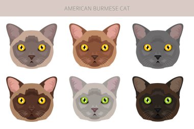 Amerikan Birman Kedileri Klibi. Tüm ceket renkleri ayarlandı. Tüm kediler karakteristik bilgi kaynaklarına sahiptir. Vektör illüstrasyonu