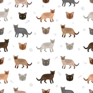 Amerikan Birmanya Kedisi kusursuz desen. Tüm ceket renkleri ayarlandı. Tüm kediler karakteristik bilgi kaynaklarına sahiptir. Vektör illüstrasyonu