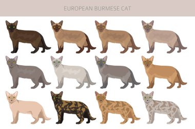 European Burmese Cat clipart. All coat colors set.  All cat breeds characteristics infographic. Vector illustration clipart