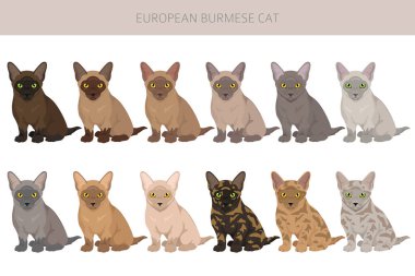 Avrupa Birman Kedileri Klibi. Tüm ceket renkleri ayarlandı. Tüm kediler karakteristik bilgi kaynaklarına sahiptir. Vektör illüstrasyonu