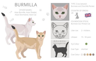 Burmilla Kedisi klibi. Tüm ceket renkleri ayarlandı. Tüm kediler karakteristik bilgi kaynaklarına sahiptir. Vektör illüstrasyonu