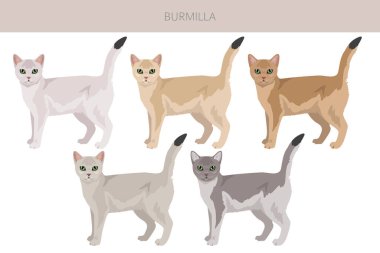 Burmilla Kedisi klibi. Tüm ceket renkleri ayarlandı. Tüm kediler karakteristik bilgi kaynaklarına sahiptir. Vektör illüstrasyonu