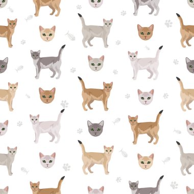 Burmilla Kedisi kusursuz desen. Tüm ceket renkleri ayarlandı. Tüm kediler karakteristik bilgi kaynaklarına sahiptir. Vektör illüstrasyonu