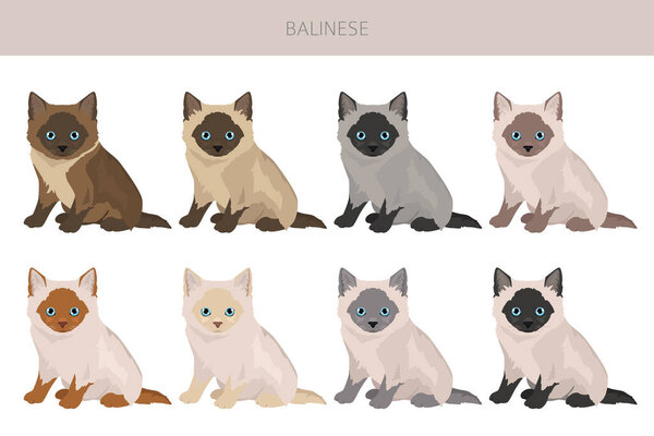 Balinese cat, Long haired Siamese clipart. All coat colors set.  All cat breeds characteristics infographic. Vector illustration