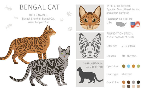 Bengal Cat clipart. All coat colors set.  All cat breeds characteristics infographic. Vector illustration