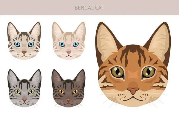 stock vector Bengal Cat clipart. All coat colors set.  All cat breeds characteristics infographic. Vector illustration