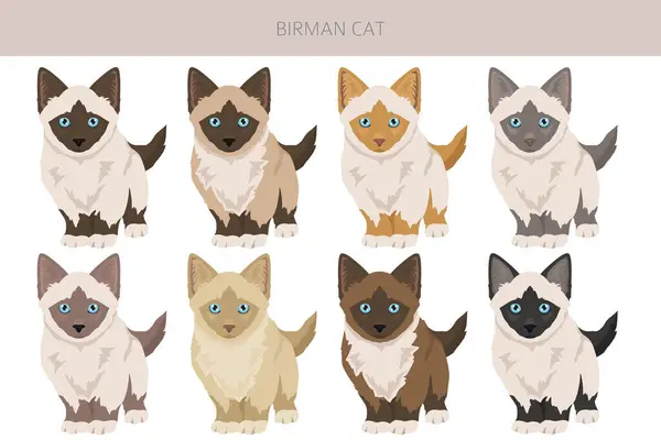 stock vector Birman Cat clipart. All coat colors set.  All cat breeds characteristics infographic. Vector illustration