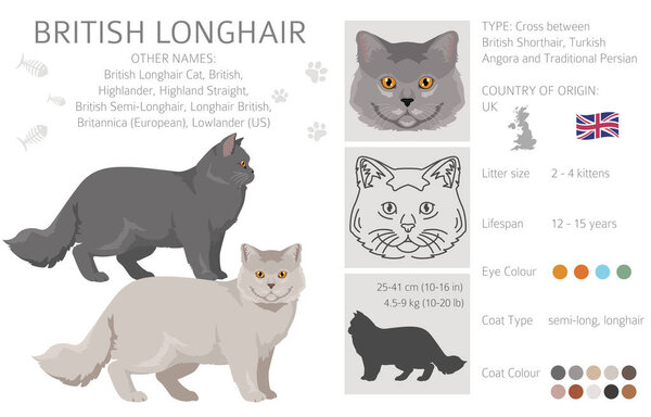 British longhair Cat clipart. All coat colors set.  All cat breeds characteristics infographic. Vector illustration