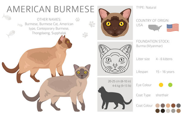 American Burmese Cat clipart. All coat colors set.  All cat breeds characteristics infographic. Vector illustration