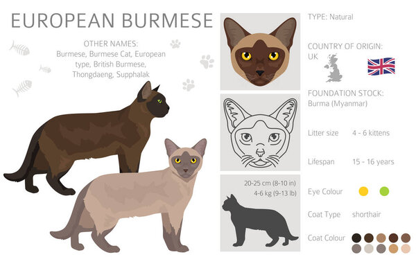 European Burmese Cat clipart. All coat colors set.  All cat breeds characteristics infographic. Vector illustration