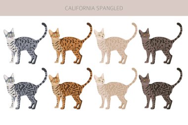 Califoria Spangled Cat clipart. All coat colors set.  All cat breeds characteristics infographic. Vector illustration clipart