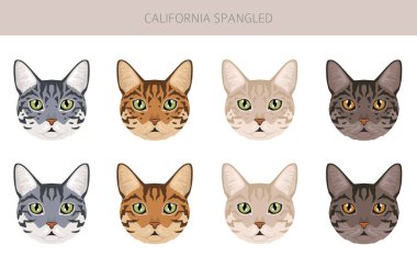 Califoria Spangled Cat clipart. All coat colors set.  All cat breeds characteristics infographic. Vector illustration clipart