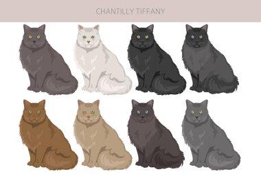 Chantilly Tiffany Cat klipsi. Tüm ceket renkleri ayarlandı. Tüm kediler karakteristik bilgi kaynaklarına sahiptir. Vektör illüstrasyonu