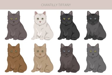 Chantilly Tiffany Cat clipart. All coat colors set.  All cat breeds characteristics infographic. Vector illustration clipart