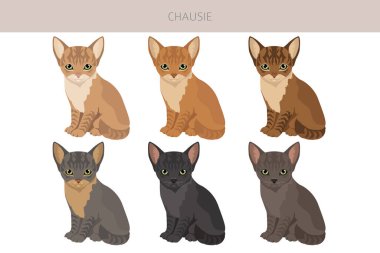 Chausie Cat clipart. All coat colors set.  All cat breeds characteristics infographic. Vector illustration clipart