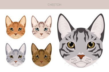 Cheetoh Kedi klibi. Tüm ceket renkleri ayarlandı. Tüm kediler karakteristik bilgi kaynaklarına sahiptir. Vektör illüstrasyonu