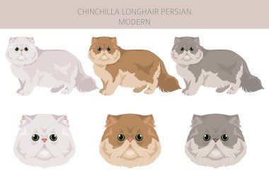 Chinchilla Persian Longhair Modern Cat clipart. All coat colors set.  All cat breeds characteristics infographic. Vector illustration clipart