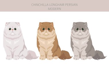 Çinçilla Farsça Uzun Saçlı Modern Kedi klibi. Tüm ceket renkleri ayarlandı. Tüm kediler karakteristik bilgi kaynaklarına sahiptir. Vektör illüstrasyonu