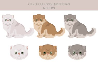 Çinçilla Farsça Uzun Saçlı Modern Kedi klibi. Tüm ceket renkleri ayarlandı. Tüm kediler karakteristik bilgi kaynaklarına sahiptir. Vektör illüstrasyonu