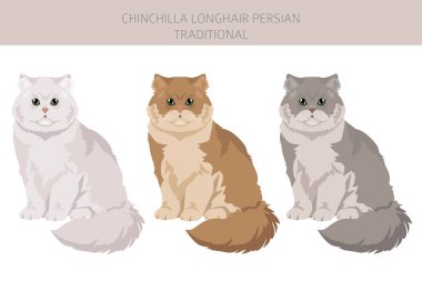Çinçilla Farsça Uzun Saçlı Geleneksel Kedi Klibi. Tüm ceket renkleri ayarlandı. Tüm kediler karakteristik bilgi kaynaklarına sahiptir. Vektör illüstrasyonu