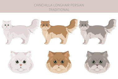 Çinçilla Farsça Uzun Saçlı Geleneksel Kedi Klibi. Tüm ceket renkleri ayarlandı. Tüm kediler karakteristik bilgi kaynaklarına sahiptir. Vektör illüstrasyonu