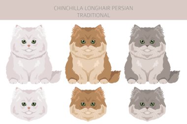 Chinchilla Persian Longhair Traditional Cat clipart. All coat colors set.  All cat breeds characteristics infographic. Vector illustration clipart