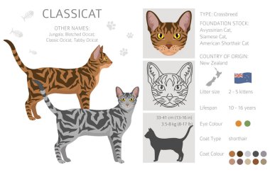 Classicat, Jungala Cat clipart. All coat colors set.  All cat breeds characteristics infographic. Vector illustration clipart