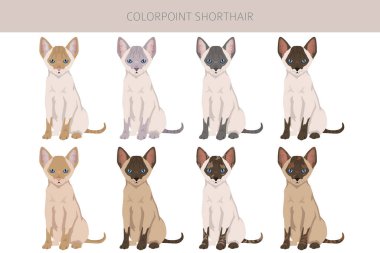 Renk Noktası Kedi Kliması. Tüm ceket renkleri ayarlandı. Tüm kediler karakteristik bilgi kaynaklarına sahiptir. Vektör illüstrasyonu