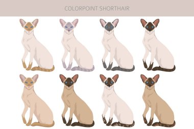 Renk Noktası Kedi Kliması. Tüm ceket renkleri ayarlandı. Tüm kediler karakteristik bilgi kaynaklarına sahiptir. Vektör illüstrasyonu