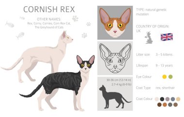 Cornish Rex Kedi Klibi. Tüm ceket renkleri ayarlandı. Tüm kediler karakteristik bilgi kaynaklarına sahiptir. Vektör illüstrasyonu