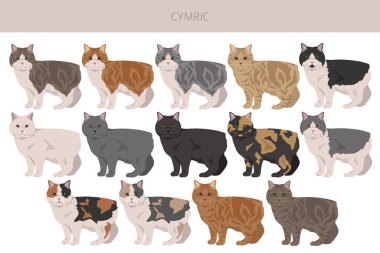 Cymric Cat tırmanışı. Tüm ceket renkleri ayarlandı. Tüm kediler karakteristik bilgi kaynaklarına sahiptir. Vektör illüstrasyonu
