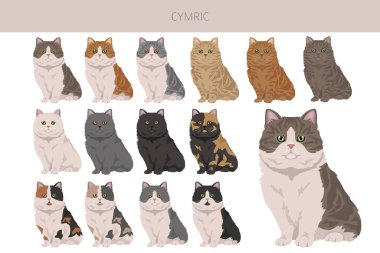 Cymric Cat tırmanışı. Tüm ceket renkleri ayarlandı. Tüm kediler karakteristik bilgi kaynaklarına sahiptir. Vektör illüstrasyonu