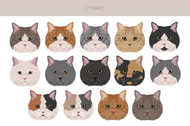 Cymric Cat tırmanışı. Tüm ceket renkleri ayarlandı. Tüm kediler karakteristik bilgi kaynaklarına sahiptir. Vektör illüstrasyonu