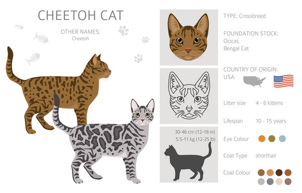 Cheetoh Cat clipart. All coat colors set.  All cat breeds characteristics infographic. Vector illustration
